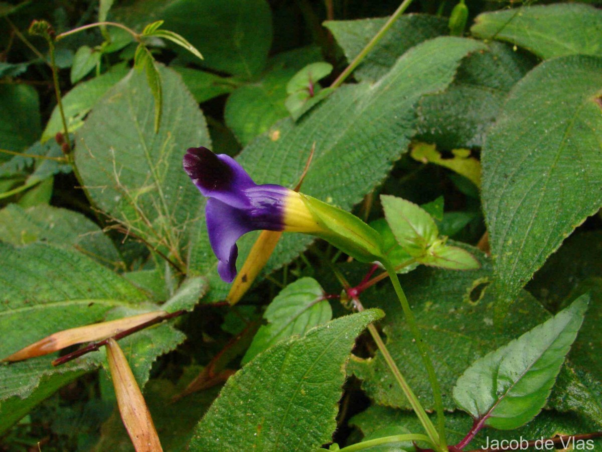 Torenia travancorica Gamble